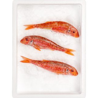 aktio-orangefish
